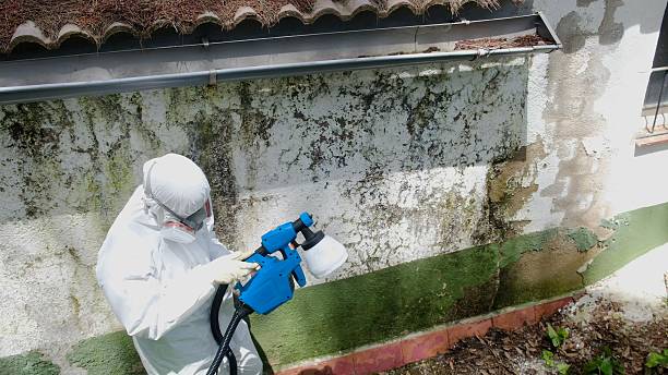 Trusted Basement Mold Remediation service in Spring Mills, PA - Cheap Mold Removal